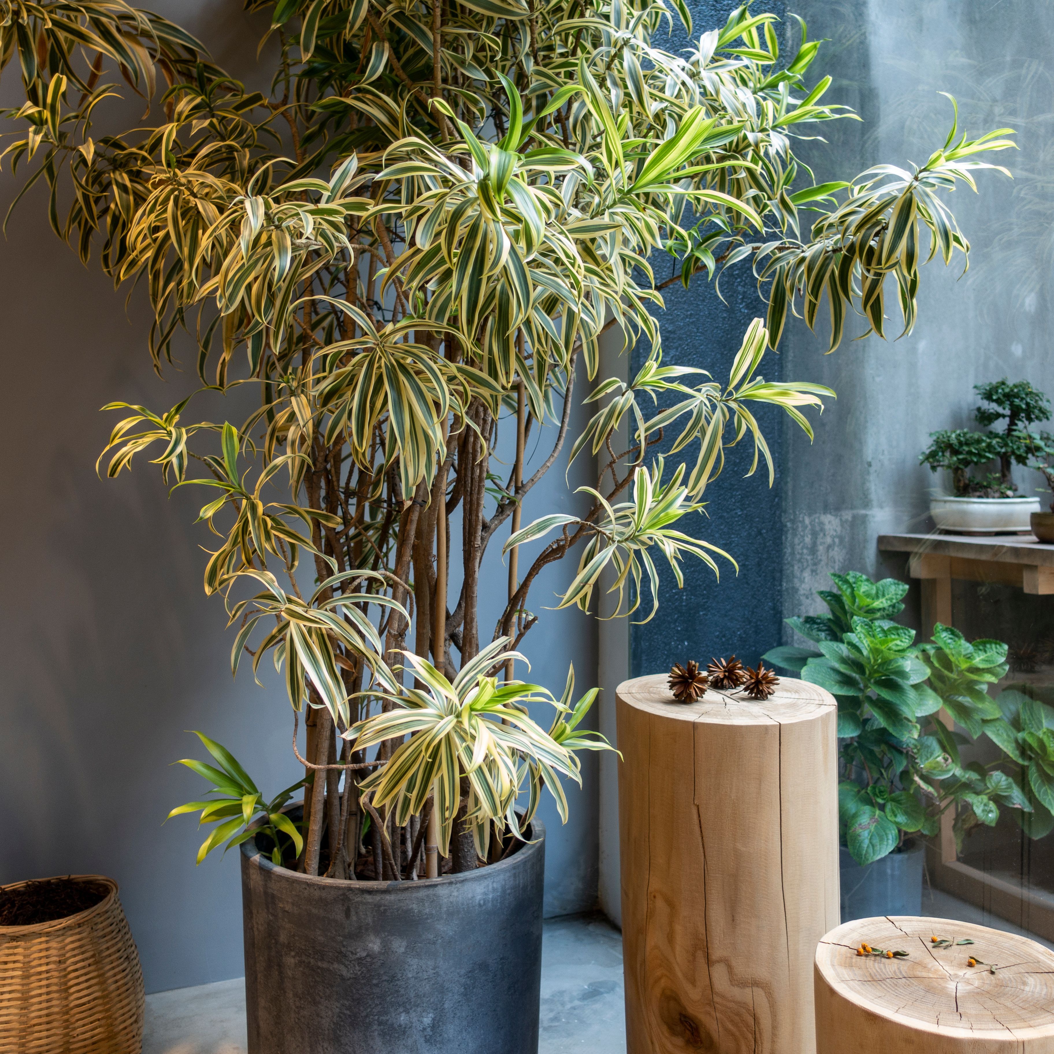 Végétalisation complète de bureaux d'entreprise à Paris par Verd